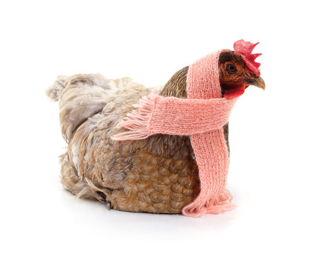Chicken wearing a pink knitted scarf isolated on a white background.
