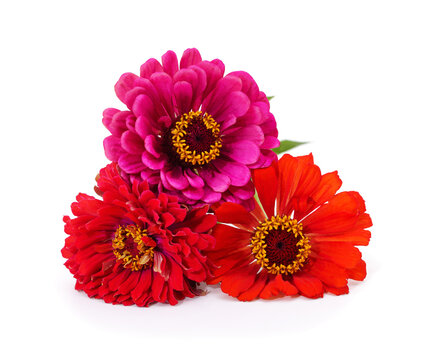Three colorful zinnia flowers isolated on a white background.