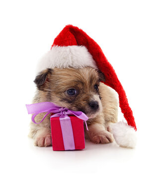 Cute puppy wearing santa hat with gift box isolated on a white background.