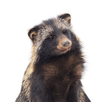 Portrait of a raccoon dog isolated on a white background.
