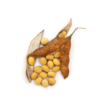 Soybeans with dry pods isolated on a white background.