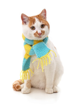 Cute cat wearing a blue and yellow scarf isolated on a white background.