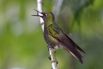 Vocalizing buff-tailed coronet hummingbird with an open beak during rainfall in Bellavista Cloud Forest Reserve, Ecuador © Christian