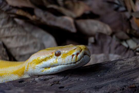 Albino python resting among dry leaves