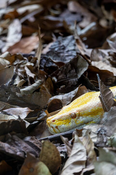Albino python partly hidden among brown leaves