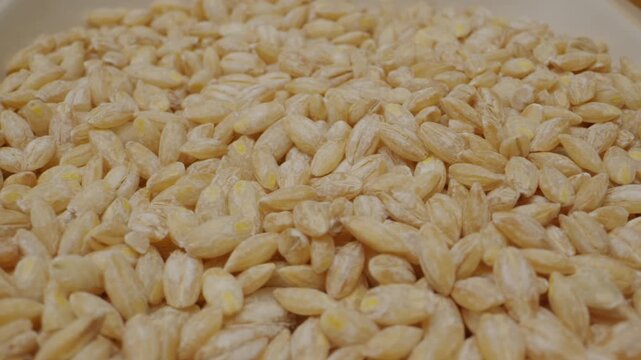 Macro close-up of raw pearl barley grains. Concept of healthy food, cereals, natural nutrition and cooking ingredients.