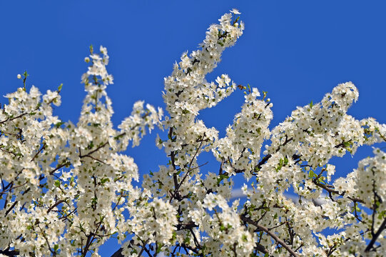 Cherry tree blossom over blue sky