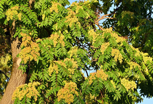 Ailanthus altissima (tree of heaven) with pods (samaras)