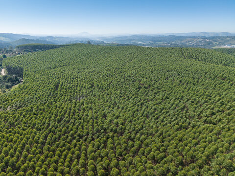 Aerial view of a vast eucalyptus plantation with rows of trees covering rolling hills under a clear blue sky in Brazil.