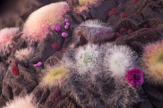 Colorful fungi and lichen growing on dark volcanic rock surface, showcasing various textures and vibrant hues in a natural outdoor setting