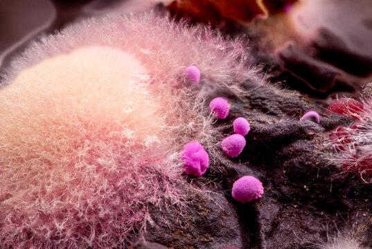 Close-up view of colorful mold growth on a decaying surface, featuring fluffy white and vibrant pink fungal structures with a textured dark background