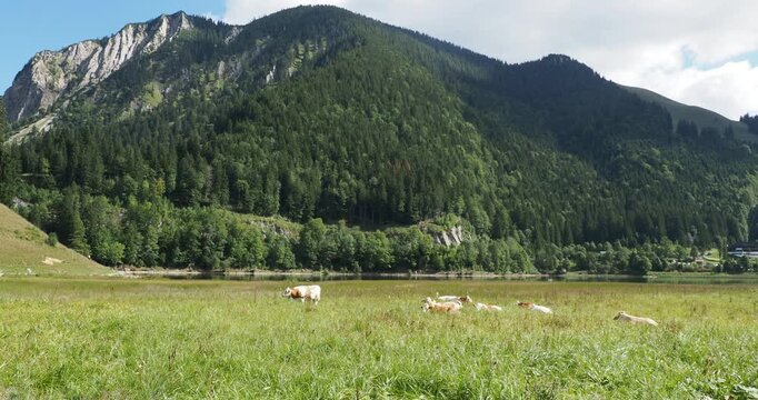 Lake Spitzingsee in the Bavarian Alps. A verdant peninsula with herds of cattle grazing at the foot of the slopes of the J&auml;gerkamp and Wilde Fraulein
