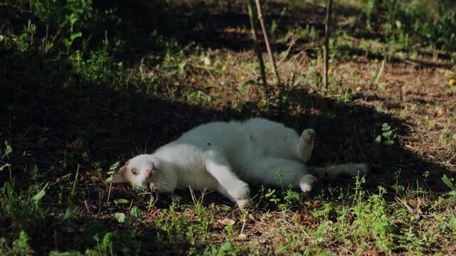 A domestic cat is lying on the ground in a garden in the shade of trees, lazily stretching and squinting in the sun. Video conveys a summery mood and village life harmony.