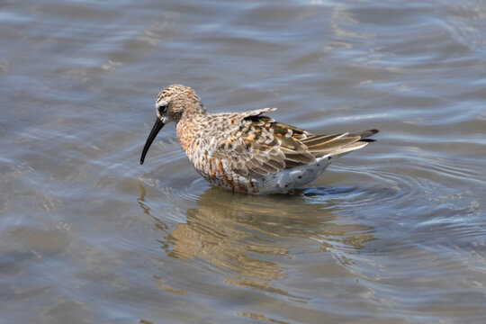 B&eacute;casseau variable