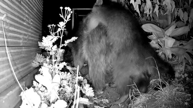 Waschb&auml;ren, Procyon lotor nachts im Garten beim spielen und Scheinkopula, invasive Wildtiere, nachtaktiv