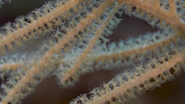 Macro Close-Up of Extended Gorgonian Sea Fan Polyps Along Branching Soft Coral in Saint Croix, U.S. Virgin Islands