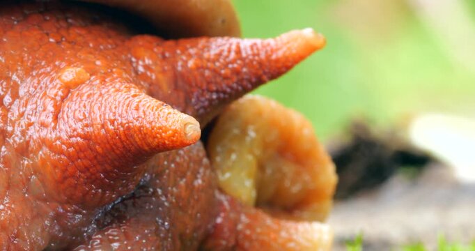 Giant Amazonian land snail Megabulimus popelairianus.. From Narupayacu, 1,100m elevation in the Amazonian foothills of the Andes in Napo province, Ecuador.