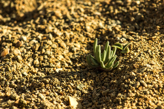 Growth in the seemingly barren sands of the Richterveld Desert