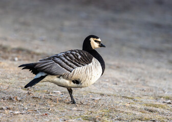 Barnacle goose in spring © Tommi Syvänperä 