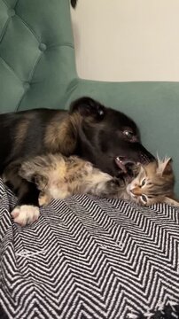 A cute puppy and a kitten are playing together while lying on the sofa.