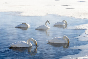 Whooper swans in icy water in Finnish Lapland © Dany