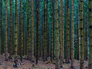 A dense coniferous forest, likely consisting of mature evergreen trees such as spruce or pine with straight, vertical trunks. Mysterious and Moody Green Pine Forest Depth © sebi_2569