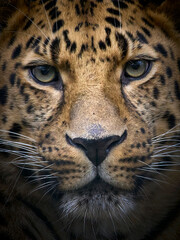 Amur leopard (Panthera pardus orientalis) © dennisjacobsen