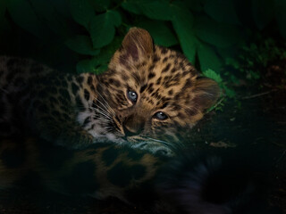 Amur leopard (Panthera pardus orientalis)