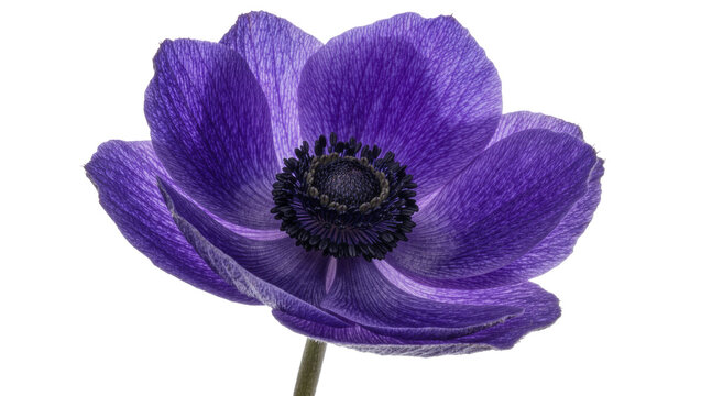 Vibrant purple anemone flower with dark center, isolated on transparent background
