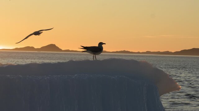 Gull Landing on Iceberg Backlit by Sunset Near Nuuk Greenland