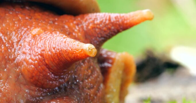 Giant Amazonian land snail Megabulimus popelairianus.. From Narupayacu, 1,100m elevation in the Amazonian foothills of the Andes in Napo province, Ecuador.