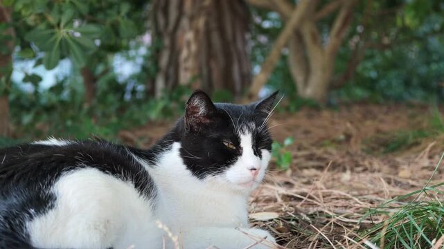 A close-up video of a relaxed black-and-white domestic cat resting on dry grass beneath trees