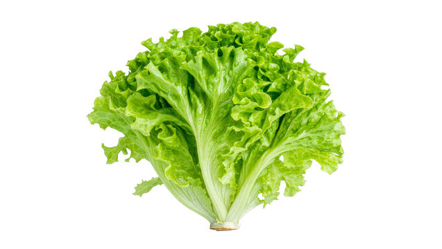 Fresh green lettuce head with ruffled leaves, isolated on transparent background