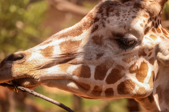 Close-Up Giraffe Eating a Branch at Cheyenne Mountain Zoo in Colorado