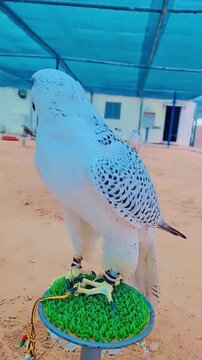 White falcon standing still on a green perch in this dynamic nature video animation capturing the majestic desert bird raptor