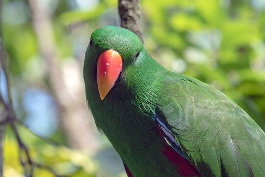 a male Eclectus Parrot with vivid green feathers and a bright orange-red beak