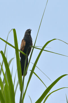A Javan coucal is perched on a stalk of elephant grass.