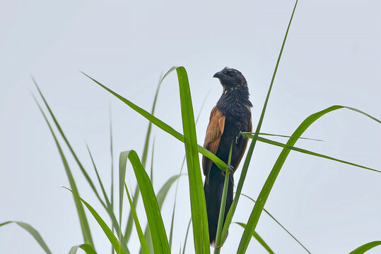 A Javan coucal is perched on a stalk of elephant grass.