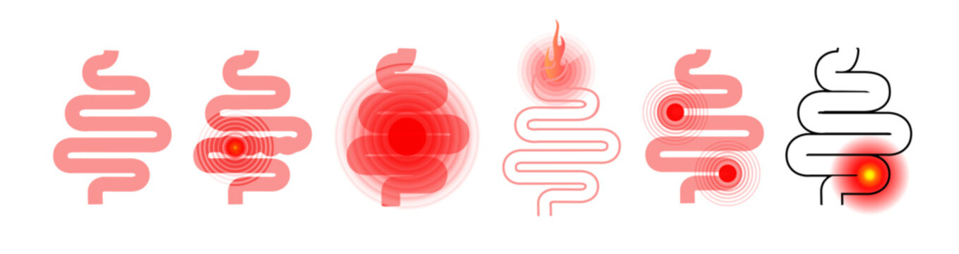Gut Health Digestive System Anatomy Vector Illustration with Stomach and Intestines.