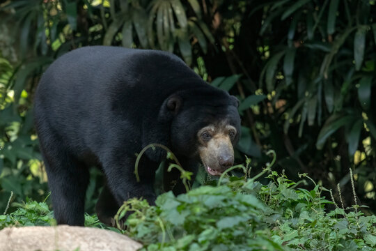 Sun bear is walking among the grass bushes