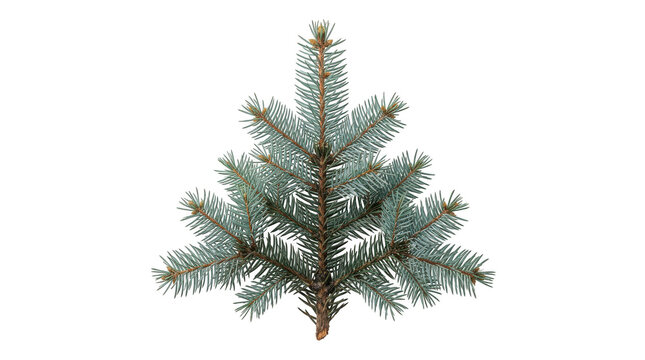 Small blue pine tree illustration isolated on transparent background