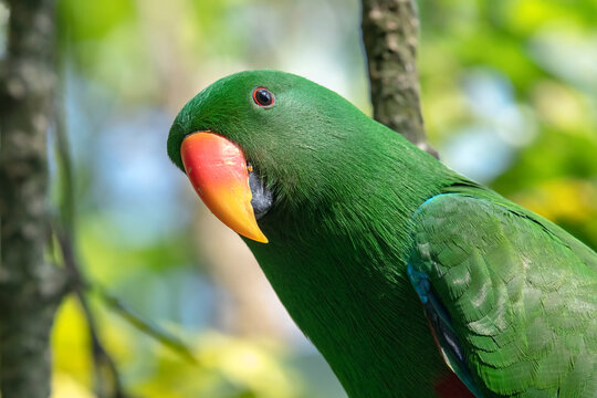 a male Eclectus Parrot with vivid green feathers and a bright orange-red beak