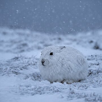 Fluffy white arctic hare crouching in snowstorm with cool blue tones