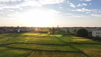 Fototapeta premium green rice fields under morning sunlight
