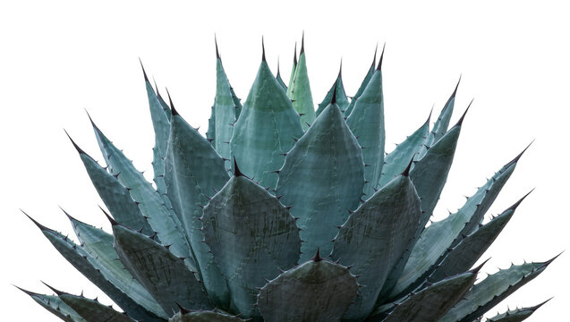Blue agave plant with sharp thorns, isolated on transparent background