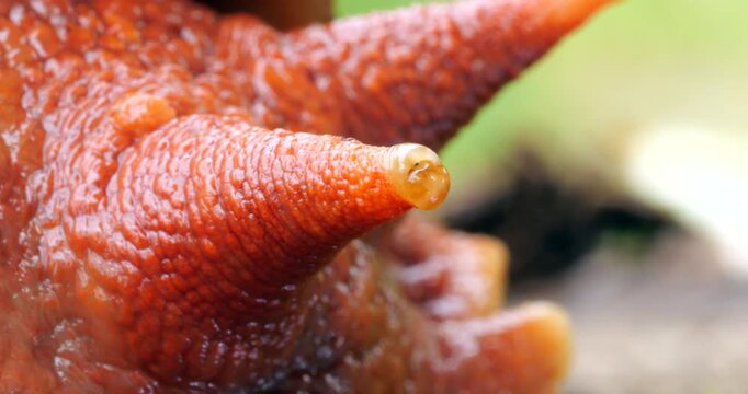 Giant Amazonian land snail Megabulimus popelairianus.. From Narupayacu, 1,100m elevation in the Amazonian foothills of the Andes in Napo province, Ecuador.
