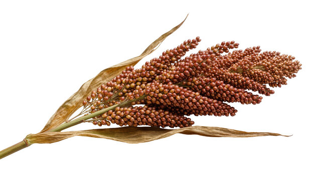 Brown sorghum grain cluster with dry leaves, isolated on transparent background