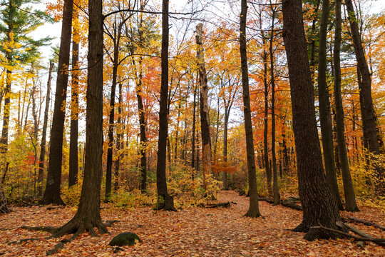 Autumn forest path with colorful deciduous trees. Mud Lake Trail in fall in Ottawa, Canada