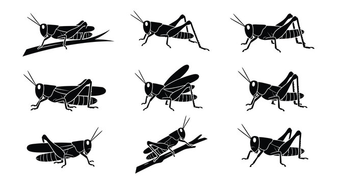 Black vector silhouettes of grasshoppers in various poses and orientations