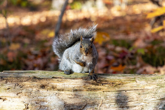 Squirrel standing on fallen log in forest with autumn foliage